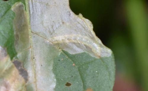 Réf. 348 389 : Pegomya sp.